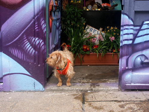 Funky dog, London