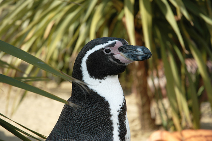 Humboldt Penguin