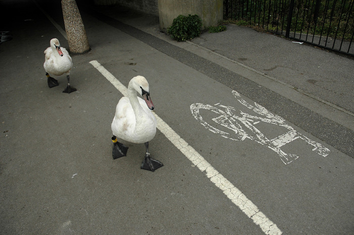 Swans, Weymouth