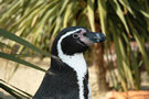 Humboldt Penguin