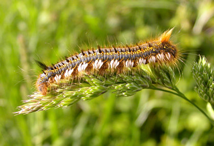 caterpillar