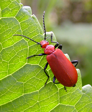 red beetle