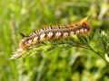 Caterpillar