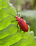 Red beetle