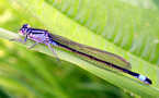 Dragonfly?
