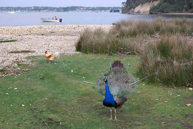 Poole Harbour/Brownsea Island