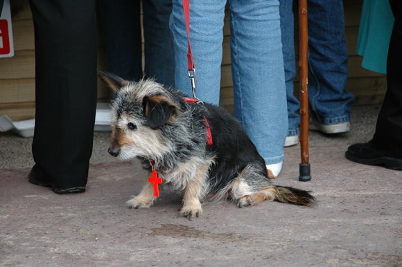 Dog and cross, Weymouth