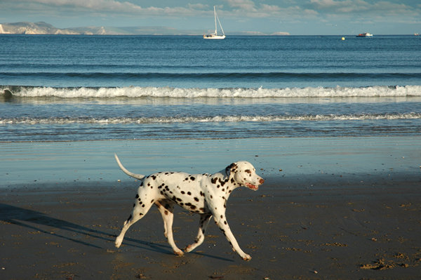 Dalmatian, Weymouth