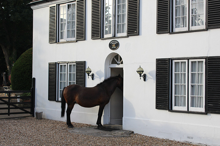 Nice horse, Elton John retail zone