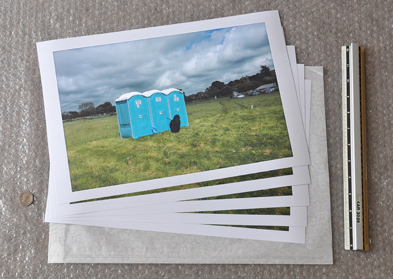 West Bay dog, print sales