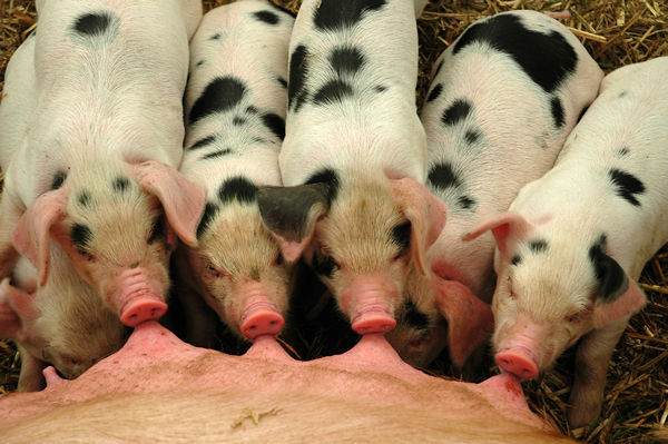 Piglets, the Dorchester Show