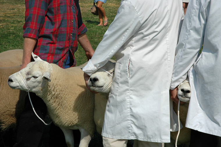 Sheep, the Dorchester Show