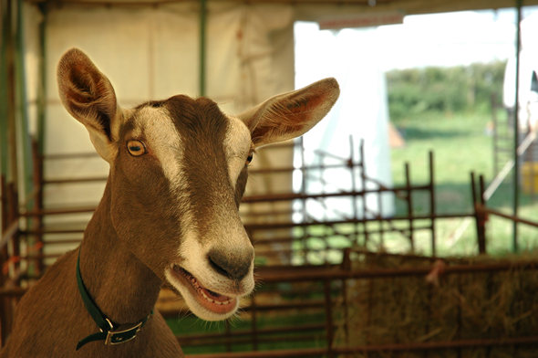 Goat, the Dorchester Show