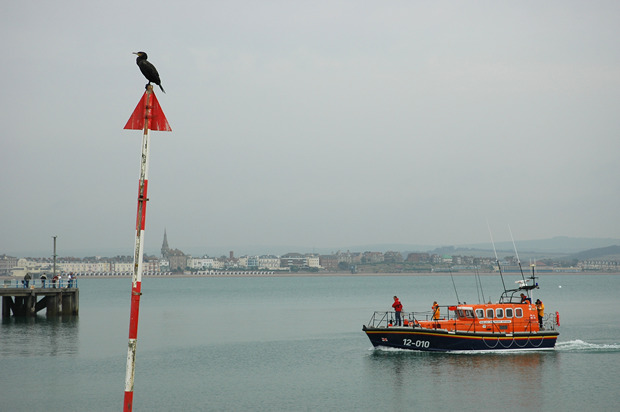 Cormorant, Weymouth