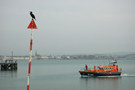 Cormorant, Weymouth