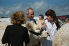 Cows, Dorset County Show