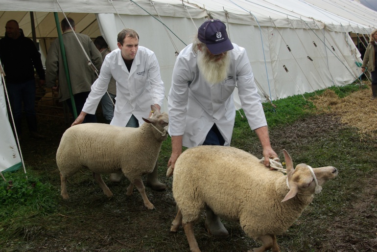 Dorset County Show