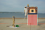 Bees invade Punch & Judy, Weymouth
