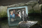 penguins