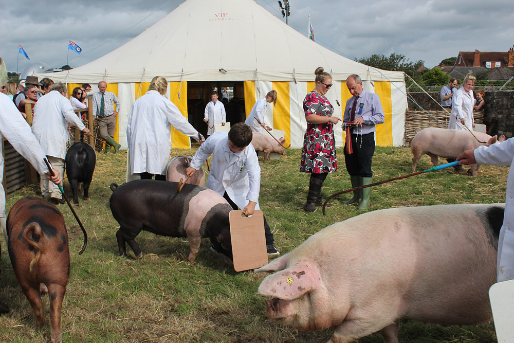 Melplash Show. Photo 3