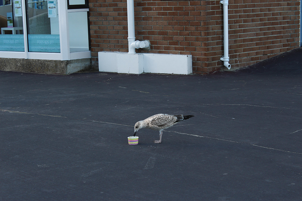 On Weymouth Beach, 2014-2018. Photo 39